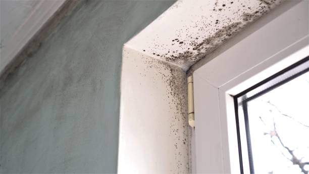Best HVAC Mold Remediation in Chisholm, MN