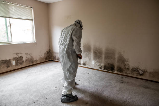 Best Bathroom Mold Remediation in Chisholm, MN